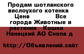 Продам шотланского вислоухого котенка › Цена ­ 10 000 - Все города Животные и растения » Кошки   . Ненецкий АО,Снопа д.